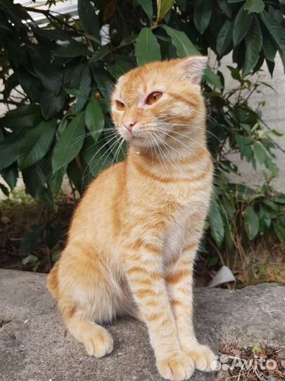 Котик шотланский вислоухий в дар