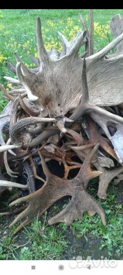Рога лося