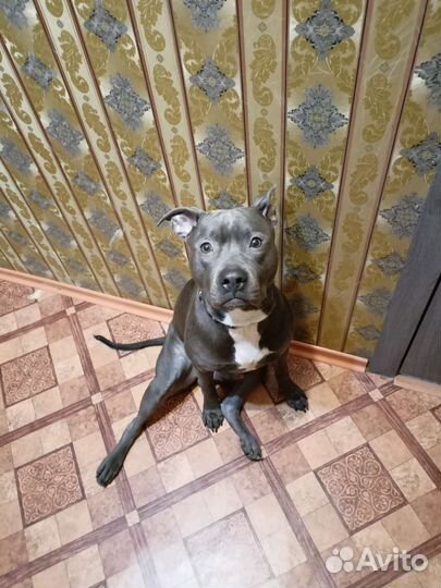 Собака питбуль