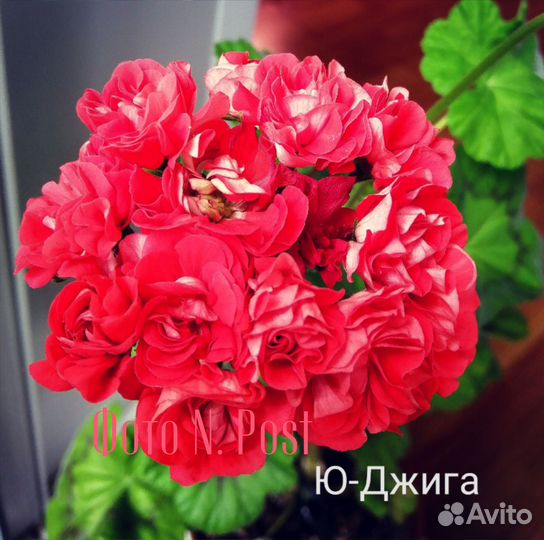 Пеларгонии сортовые