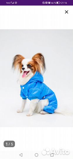 Кобез для собаки