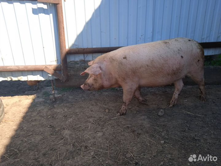 Свиньи Ландрас