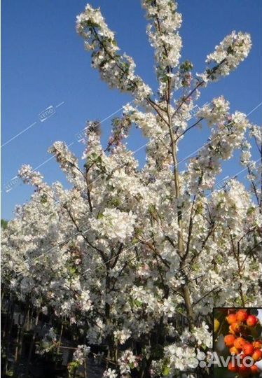 Яблоня декоративная Эверест Malus Everest 5л. (S)