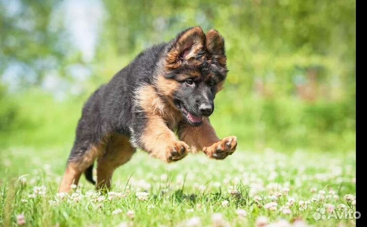 Реальная дрессировка, передержка собак