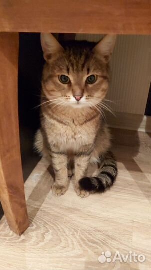 В добрые ручки