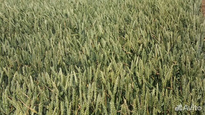 Семена озимой пшеницы