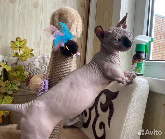 Двэльф мальчик