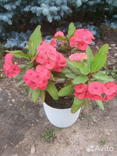 Молочай миля крупноцветковый