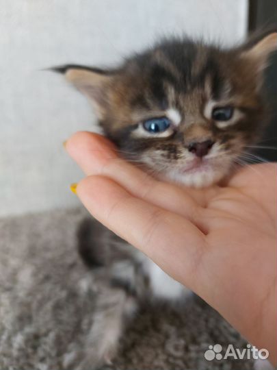 Котята мейн-кун