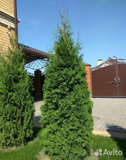 Туя западная 