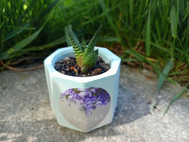 Суккуленты