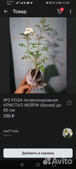 Роза Кристал:белая и почвопокровная