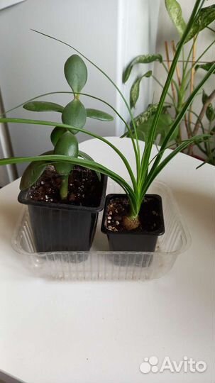 Гиппиаструм