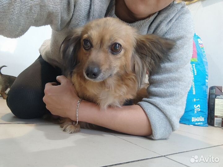 Щенята мелкой породы