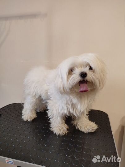 Груминг, экспресс-линька