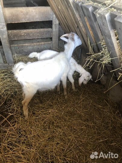 Мясо козлятина