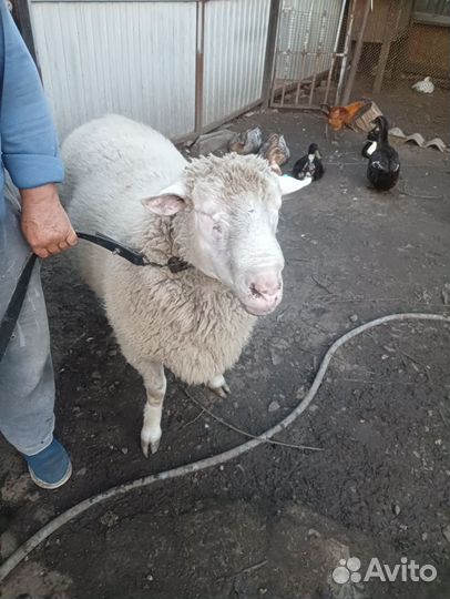 Баран Меринос