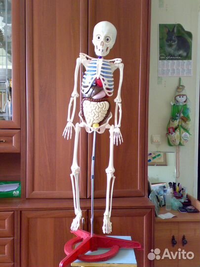 Коллекция Собери и познай человеческое тело Скилет