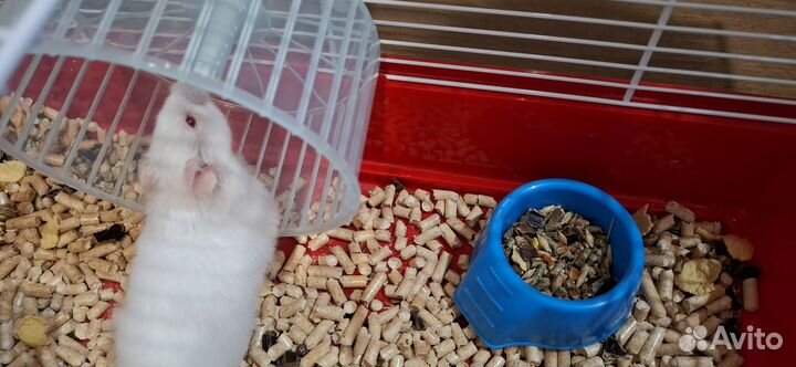 Сирийский хомяк-альбинос