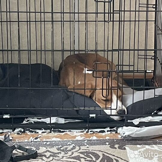 Аренда собаки-террориста