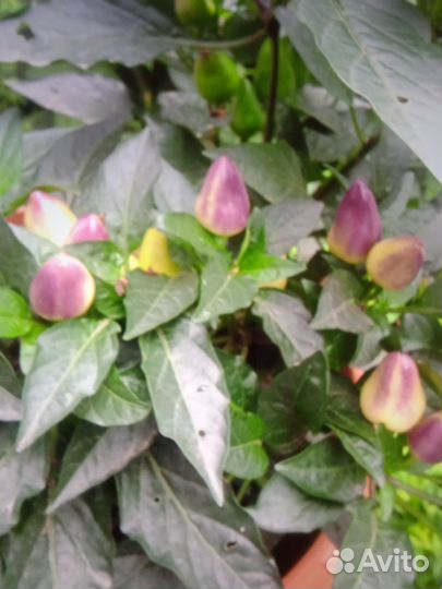 Семена острых горшочных перцев.10с-40р