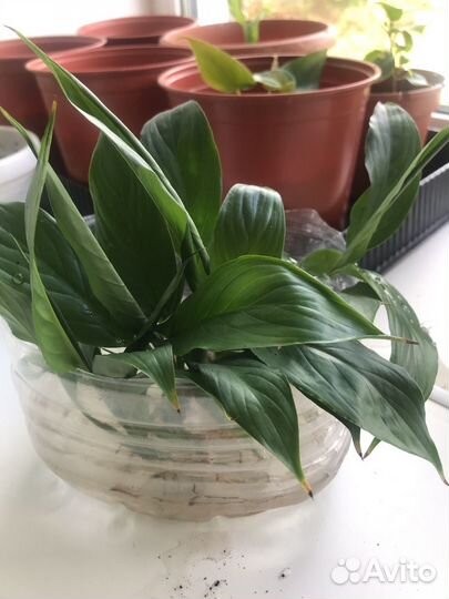 Спатифилум