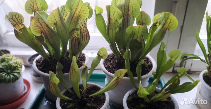 Саррацения Дракула(хищник)