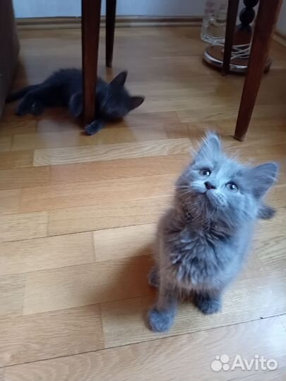 Котёнок девочка ищет заботливых хозяев