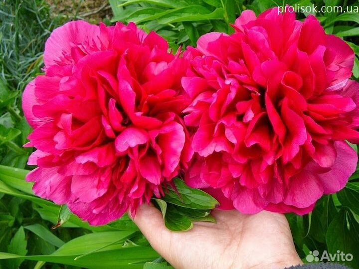 Пион Tenuifolia Rubra Plena