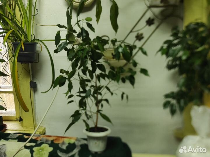 Фикус бенжамин