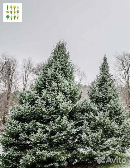 Саженцы ели опт