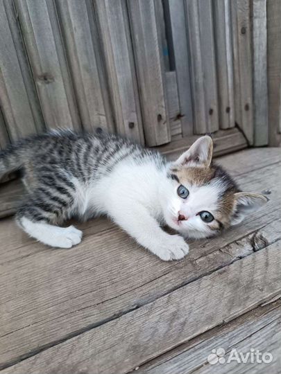 Отдам котят в добрые руки