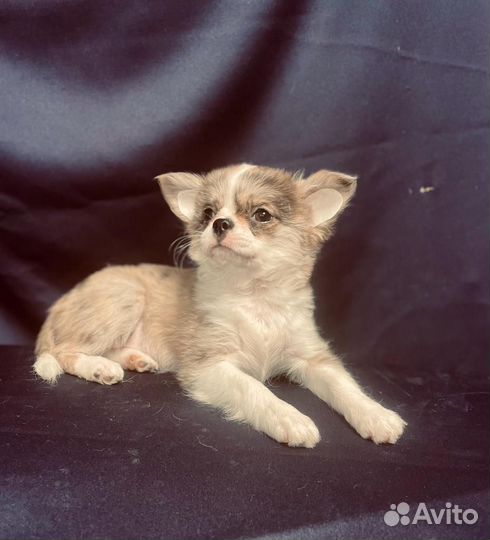 Девочки чихуахуа