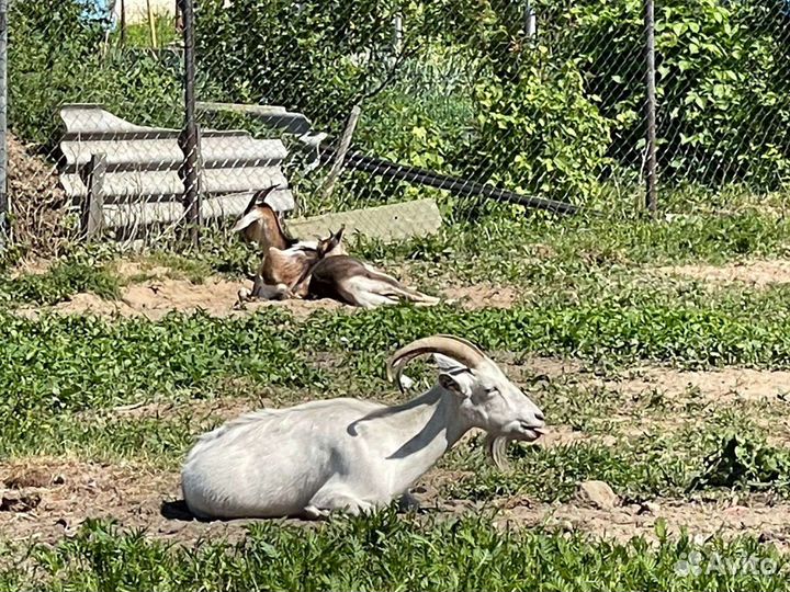 Продаются дойные козочки и козлики 8 месяца