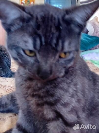 Кошки в добрые руки