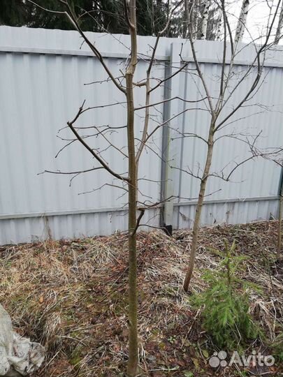 Растения: дуб, берёза, клён, сосна