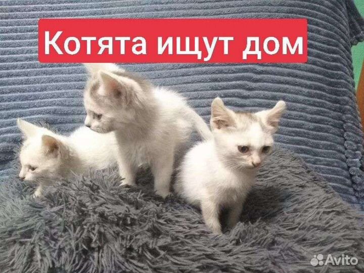 Белый котенок