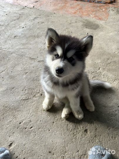 Собака в добрые руки щенок хаски