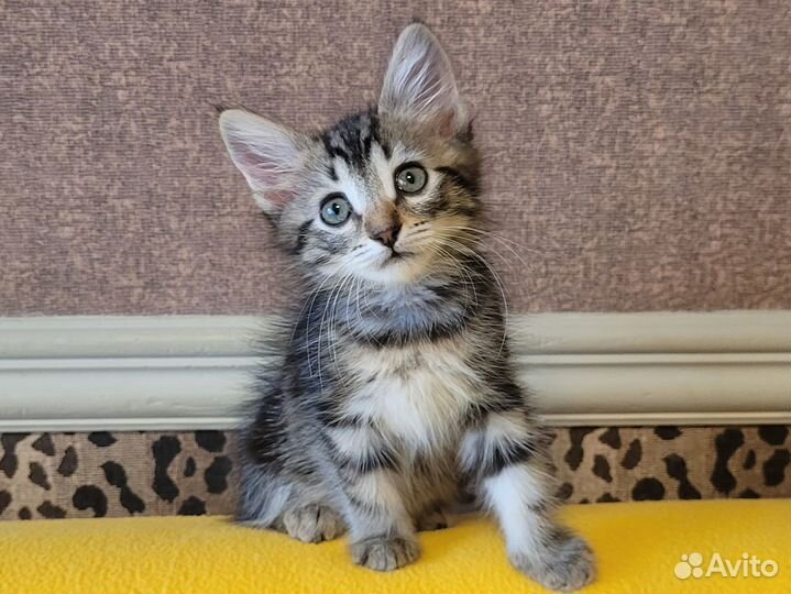 Малышка Алиса