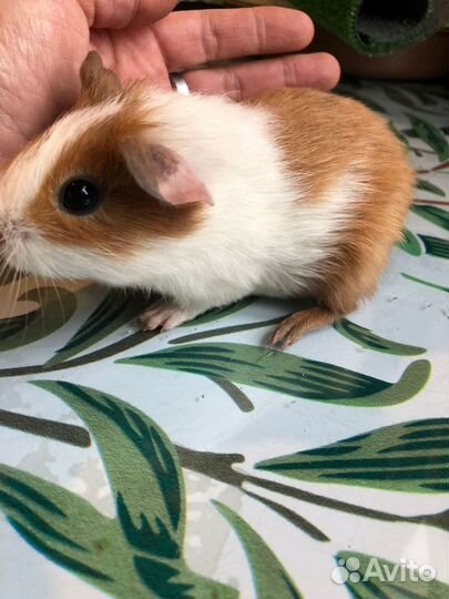 Морские свинки. 1-1, 5 мес