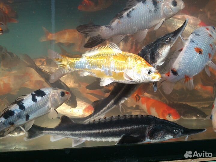 Рыба растения для прудов, и аквариумов