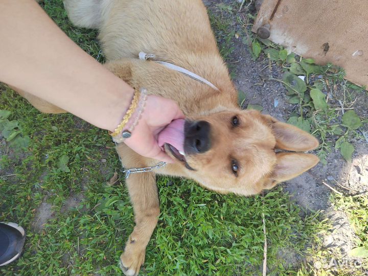 Собака в добрые руки