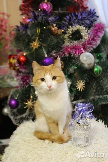 Кошечка ищет дом или передержку