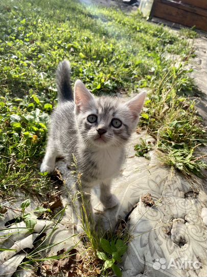 Отдам котенка
