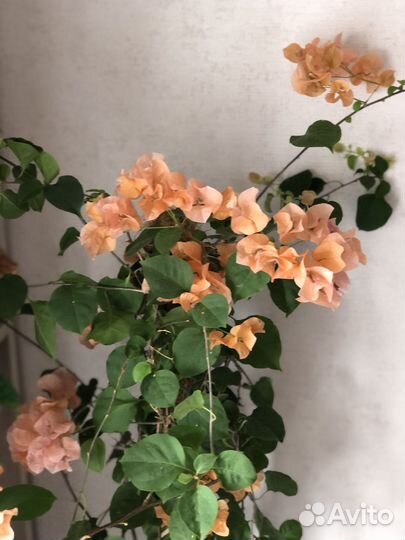 Бугенвилия