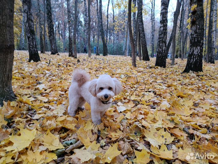 Кобель Мальтипу для вязки