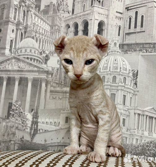 Донской сфинкс велюр