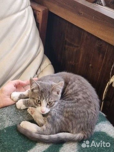 Котята в добрые руки бесплатно