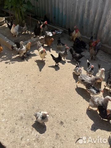 Цыплята декоративных кур