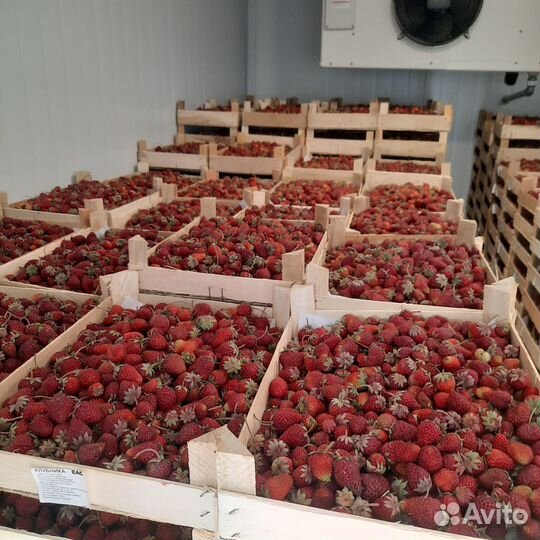 Клубника из Киргизии